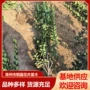 植物耐寒庭院基地冬青
