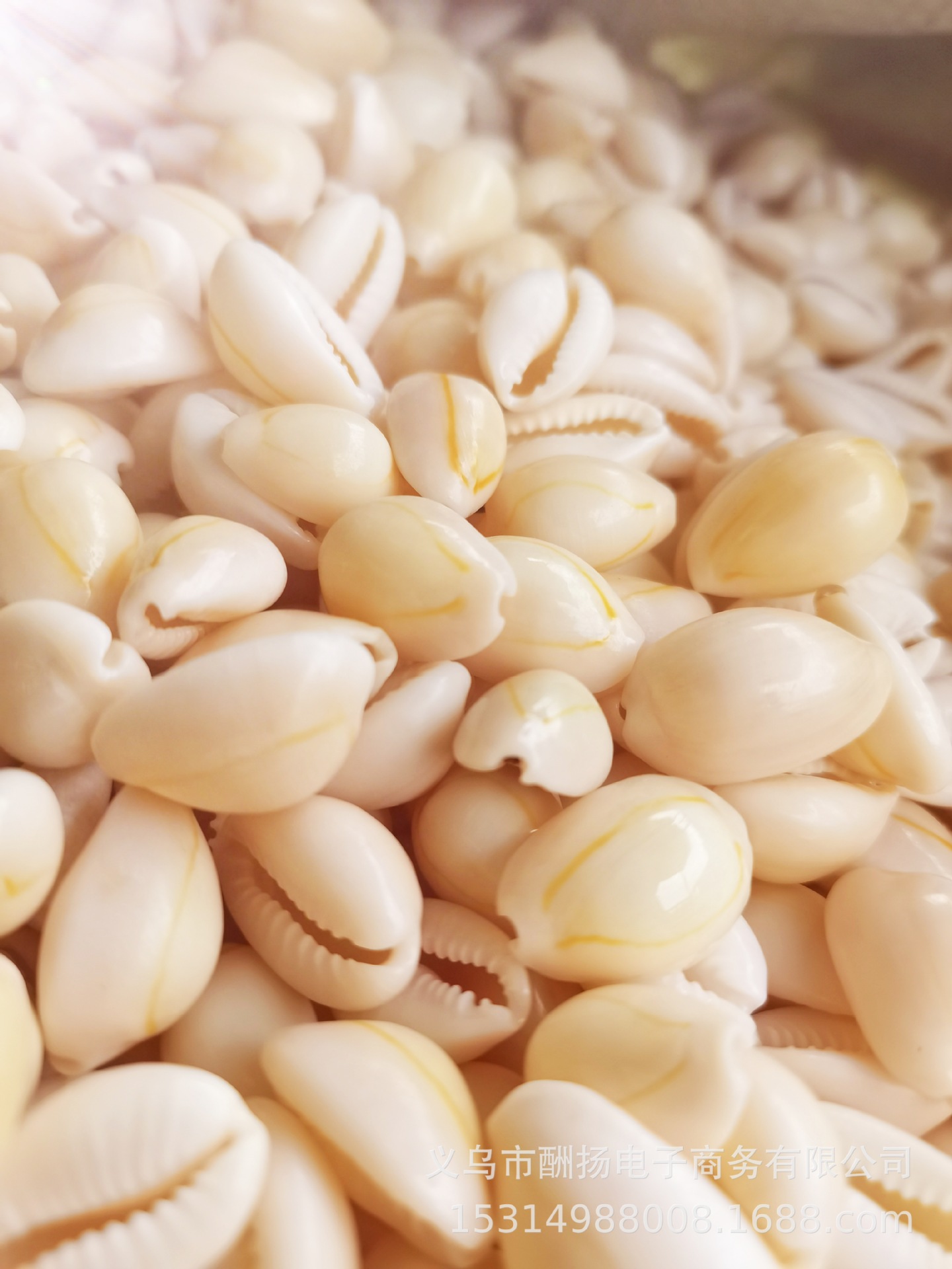 钱币贝金边螺v：13375797367