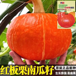 �t�����ϹϷN�����l �r��ˈ@�tƤ����ϹϷN�� �ļ��N�߲˷N��