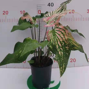 ������ֱ�����^�~����ֲ�� �Ӽһ������� ���~��0.3�Ӂ���ɫ��