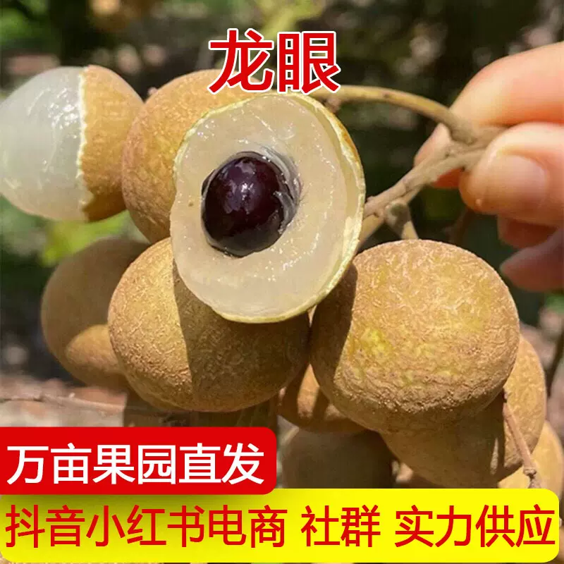 泰国龙眼新鲜水果进口鲜桂圆应季摘鲜甜水果新鲜龙眼一件代发
