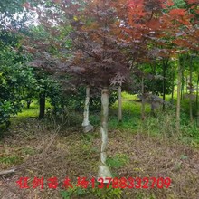 桂林景观树全冠三季红枫基地直发量大价优