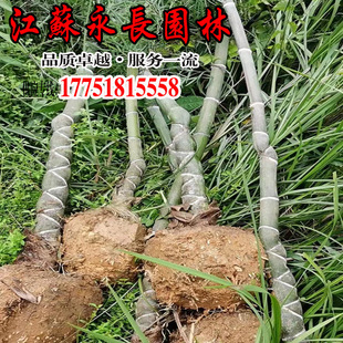 The Base Now Has Tortoise Shell Bamboo, Bamboo, Arhat Bamboo, Buddha Belly Bamboo, Large Quantity, Excellent Quality, Tortoise Shell Bamboo Seedlings, Quality Assurance