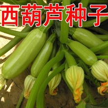 ����ͥԺ�߲˷N�ӹϹ�������J�N���ܹϰ׹Ϸ��������Ϲ�С�˹�