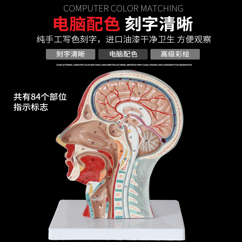 ҽѧ ͷ������ʸ״���渽Ѫ����ģ�� �沿ģ�� ͷ������ģ��