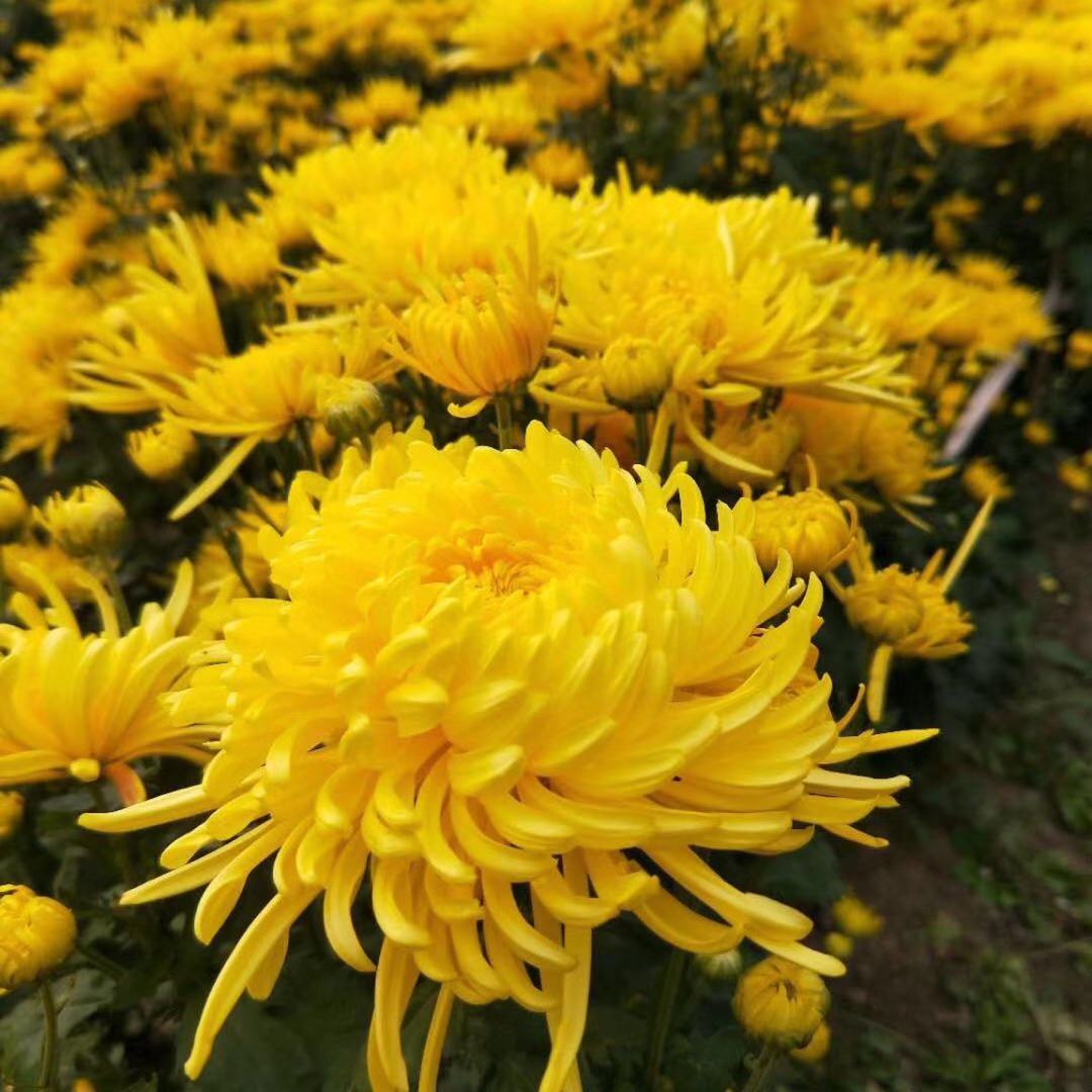 Golden Silk Chrysanthemum Tea Jin Si Huang Ju Large Blooms Loose Herbal Flowers 1000g details