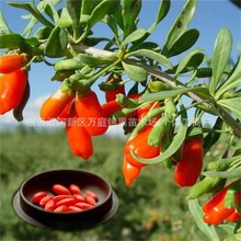 黑枸杞苗红枸杞树苗地栽食用南方北方地栽盆栽水果黄当年结果带果