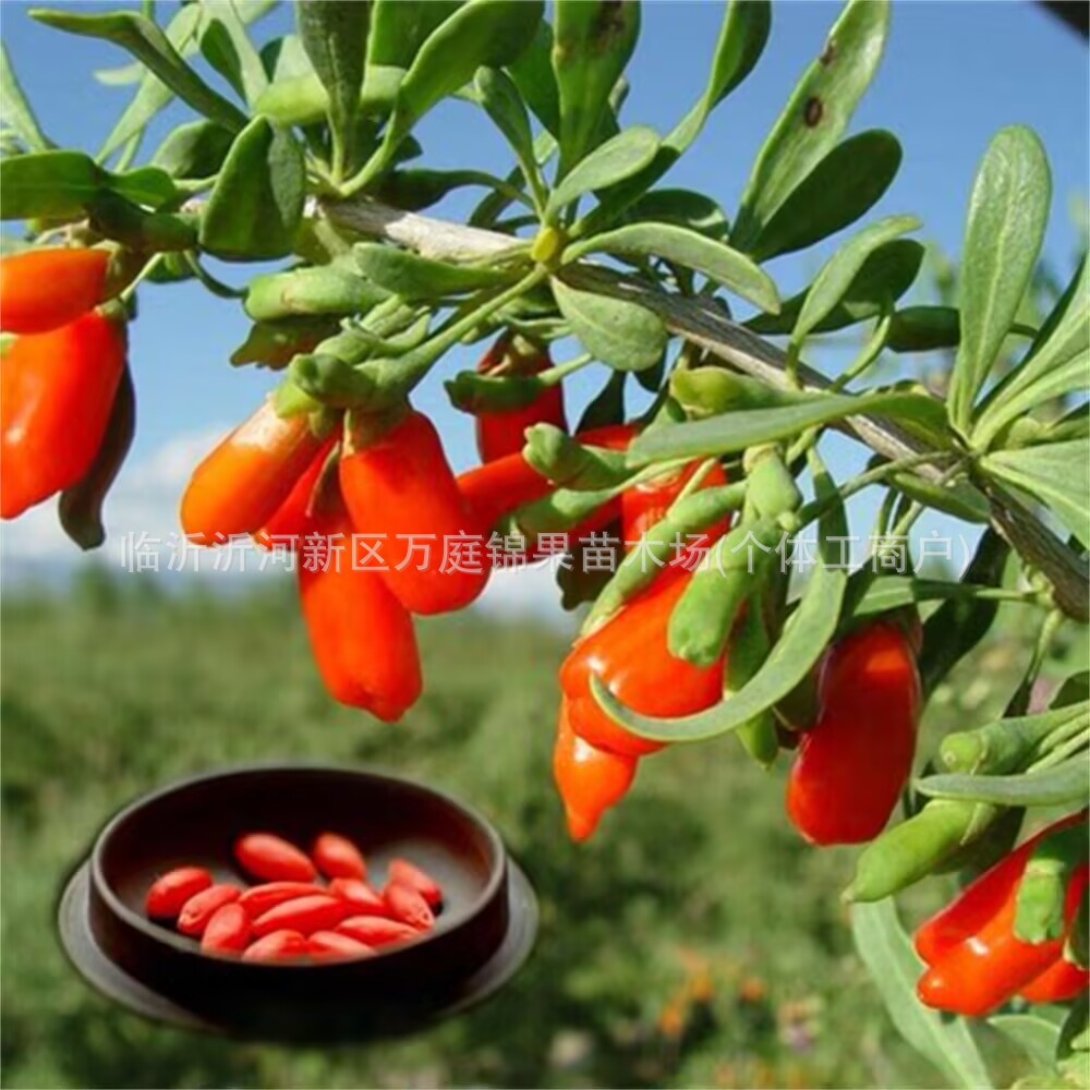 黑枸杞苗红枸杞树苗地栽食用南方北方地栽盆栽水果黄当年结果带果
