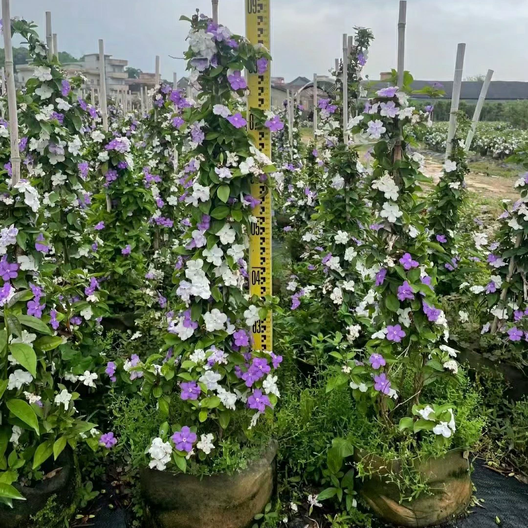 2204 База Оптовая Башня Тип Жасмин Двухцветный Жасмин 1-2 метра