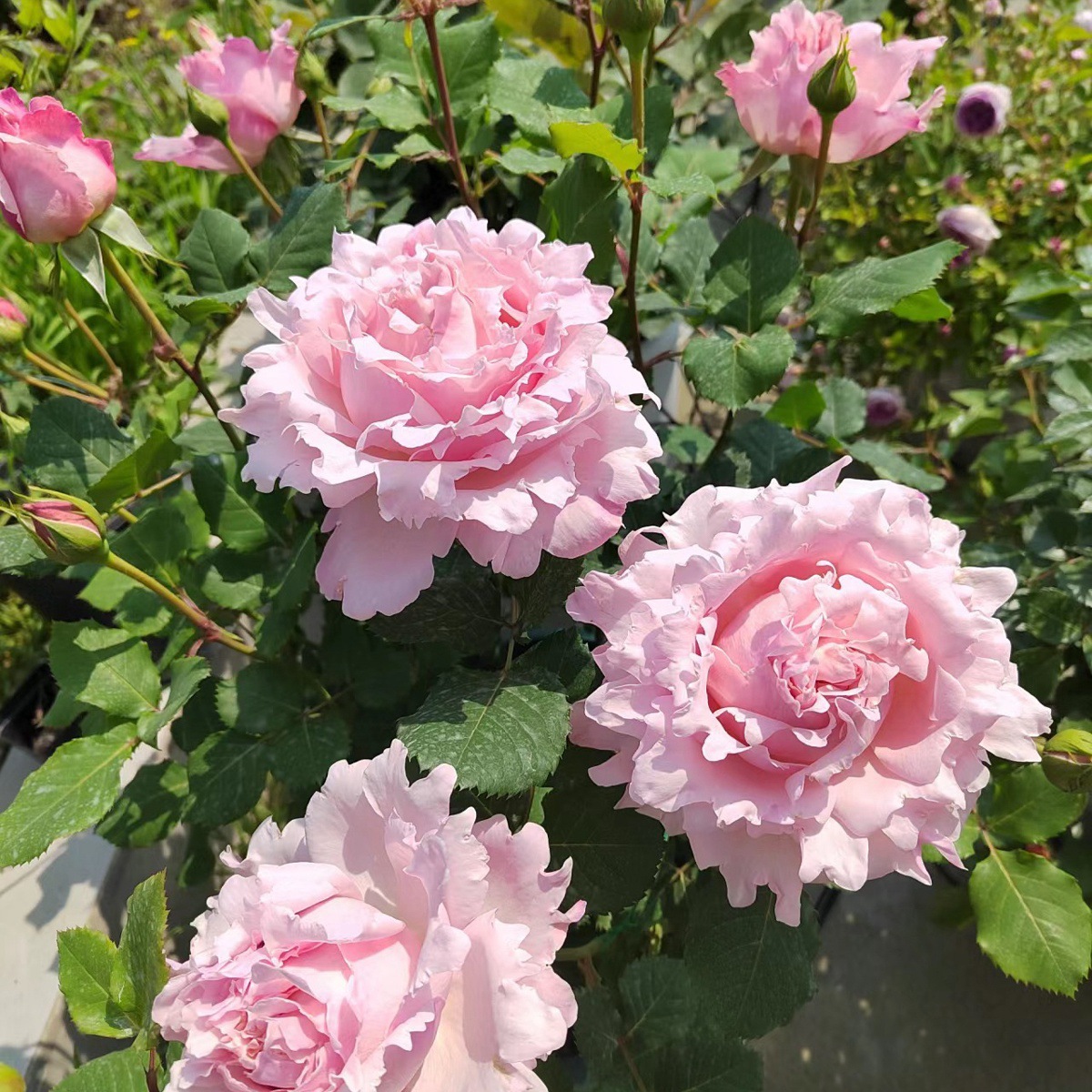 소피 로사 [큰 꽃 가벼운 향기] 작은 모종