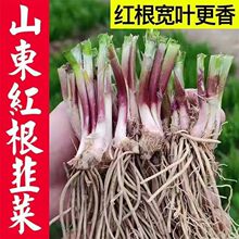 ɽ�|�۹�t���²˸��F�ڼt�²˷N�������ļ��N�Ѵ֪������~����