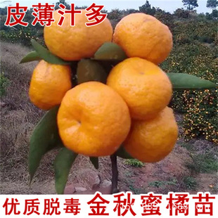 �t������ ������t��ո���t�������Ә��� �������Ϸ��Nֲ����