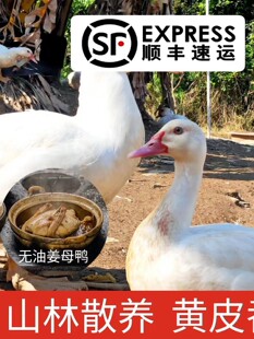 ��Ȫ�ݽ�ĸ�����}�ϰ��귬���r�������}ˮ��������ֻ���r�F��