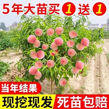 桃树果苗当年结果南方北方种植特大桃子树早熟水蜜桃嫁接冬桃树苗