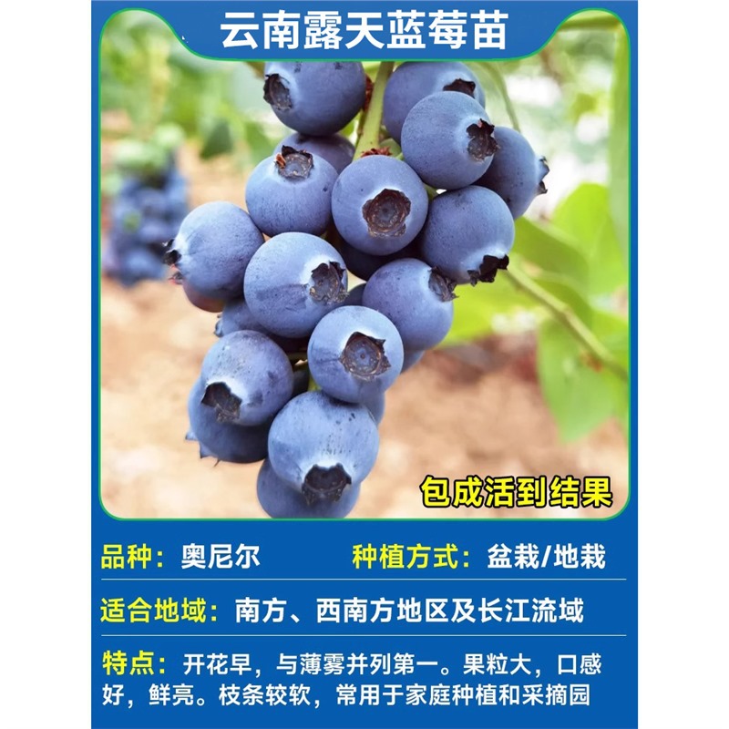 [즉각적인 결과] 오닐의 키는 30~50cm (운남산 제품은 향이 강하고 맛이 좋음)#