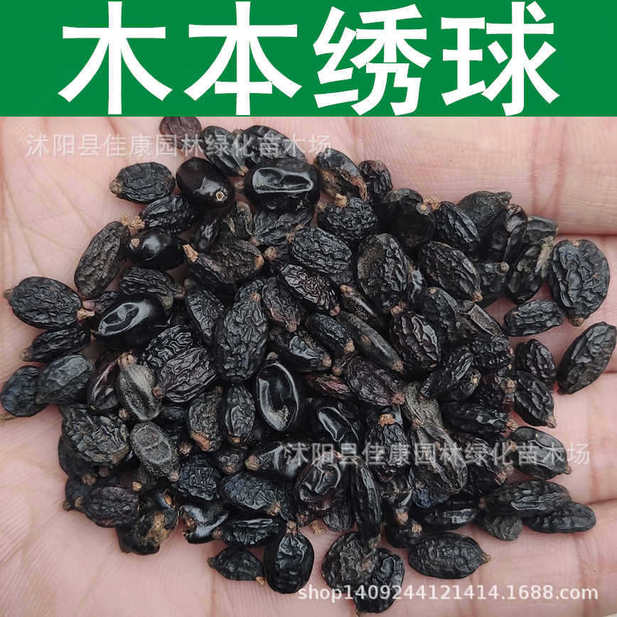 林木种子 木本绣球种子 琼花 木绣球种子 白花绣球 1件=1斤