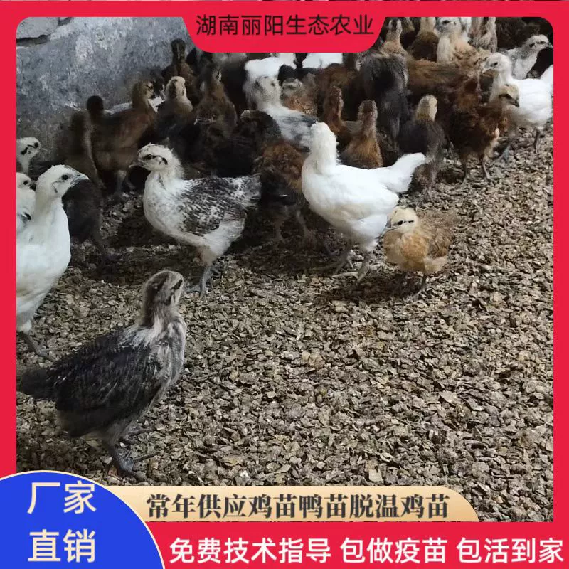 Прямая продажа из инкубатория цыплят-бройлеров с теплой зеленой скорлупой, цветных черных цыплят и других цыплят с зелеными лапками, трехцветных цыплят и черных кур.