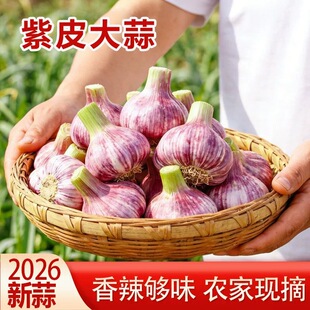2026�F��������Ƥ�����^��������������r�t��Ƥ����5����l