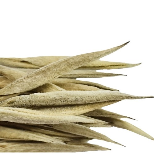 Yongpu No. 1 White Tea Fengqing Large Leaf Old White Tea Origin Ancient Tree Leaves No Roasting, No Rolling, No Sunning Moonlight White Tea