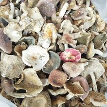 正宗野生青头杂菌白蘑菇干货农家自产土特产美味山货干货菜类煲汤