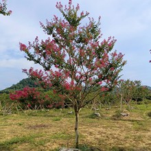 大量供应高分枝紫薇红花紫薇树批发原生红火箭湖南基地直销风景树
