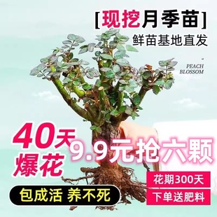 5 Rose Seedlings for 9.9 Yuan, Old Pile Rose Extra Large Plants, Indoor and Outdoor Potted Plants, Balcony Florals Blooming All Year Round