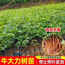 ���ڏV��ţ���������~С�~ţ�����N����ș���������ɽ��I�B����