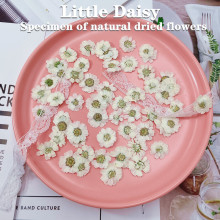 ɻlDIYСr ܽػֹzƷ֙Cײ