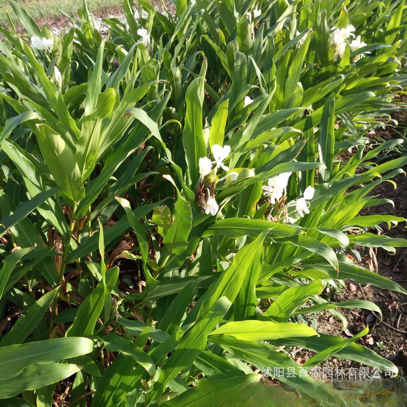 苗圃批发野姜花 淡水草本植物 蝴蝶姜花 水生植物基地产地苗-阿里巴巴