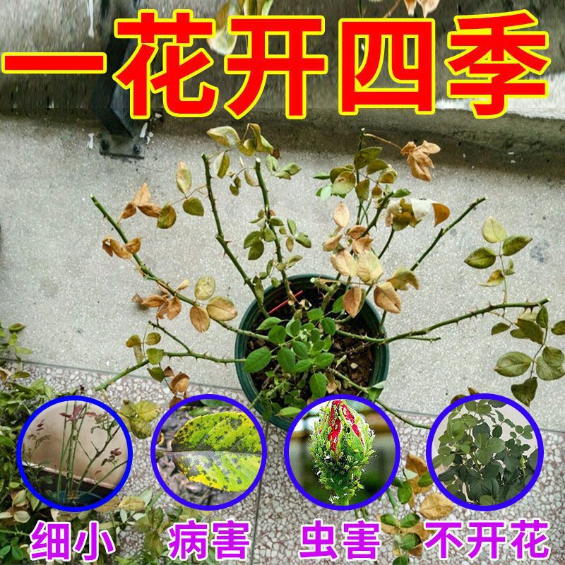 Concentrated rose nutrient solution yellow leaves turn green leaves…