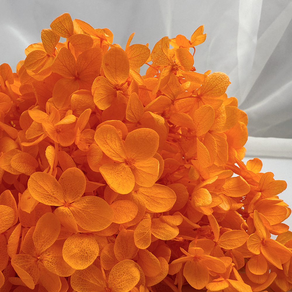 Flores de hortensia preservadas de calidad A+ del fabricante de Yunnan, flores preservadas en caja de 20g.