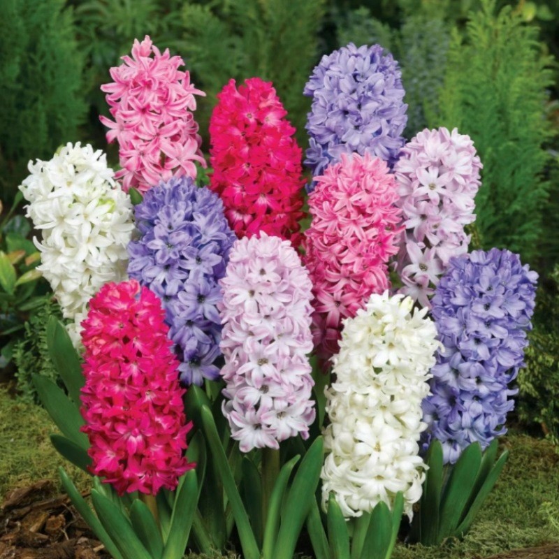 Hidropolimerización de flores con brotes de jacinas gran bola buena para alimentar balcón interior y exterior plantas en maceta tulipán cultivo de suelo