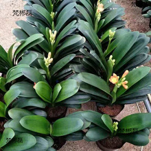 ����Ʒ���]�������m�������m���Ծ����m���ļ�����ֲ������m���l