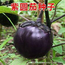 �ψA���ӷN�����Ժ��ͺ��͸ߜ����ӷN�шA�Ѹ߮a���ļ��߲˷N��