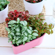 网纹草植物小盆栽室内办公室桌面绿植创意微景观造景迷你花卉盆景