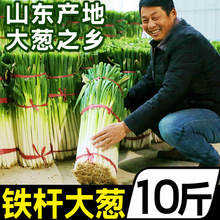 山东大葱铁杆长葱10斤章丘大葱新鲜脆甜香葱头当季蔬菜可生吃