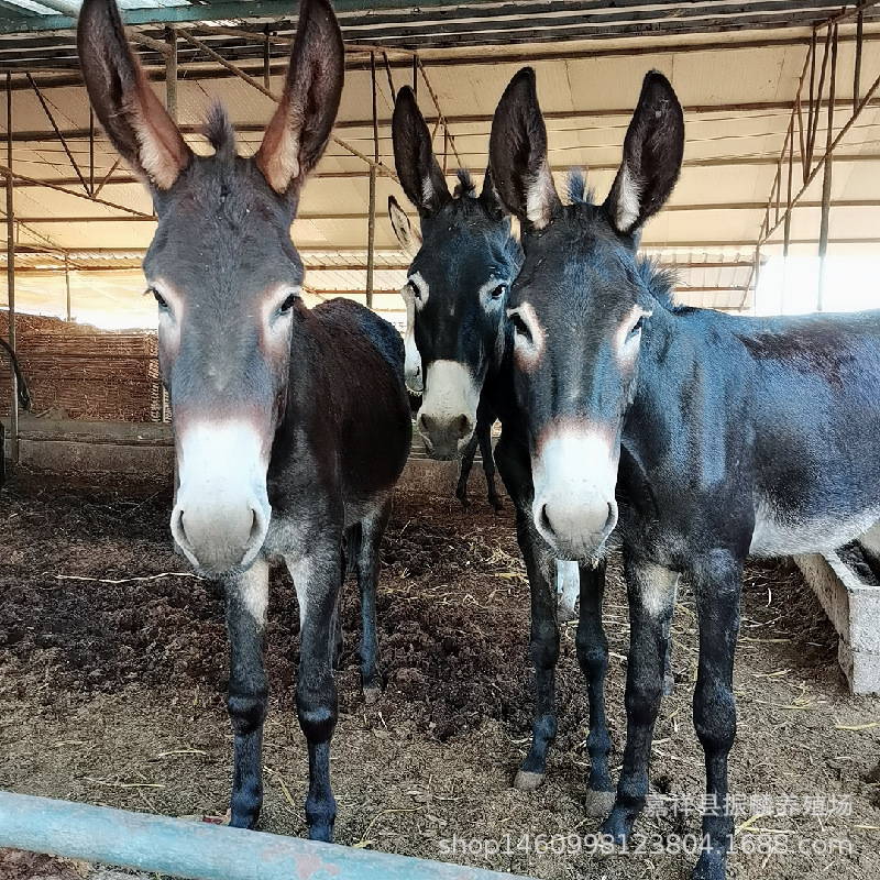 贵州肉驴养殖场德州驴驴苗一头 一头毛驴的养殖利润多少