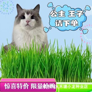 ����ѿ��99%��ˮ��؈�ݼ�ʳȥë��o���N�ӻ�ë��؈�䳬������ʳ