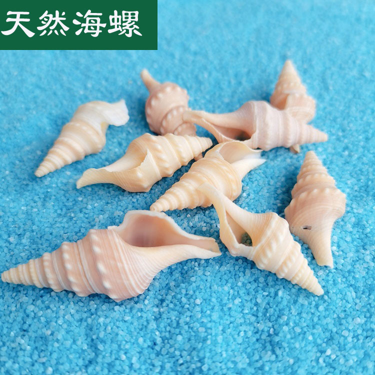 Natural Shell Conch 3-5cm Double Needle Snail Home Fish Tank Aquarium Contrast Micro Landscape Decoration Natural Shell Conch 3-5cm Double Needle Snail Home Fish Tank Aquarium Contrast Micro Landscape Decoration