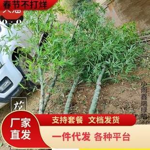 һ�����l�������辰����������ͥԺ���������[����������ԾG����