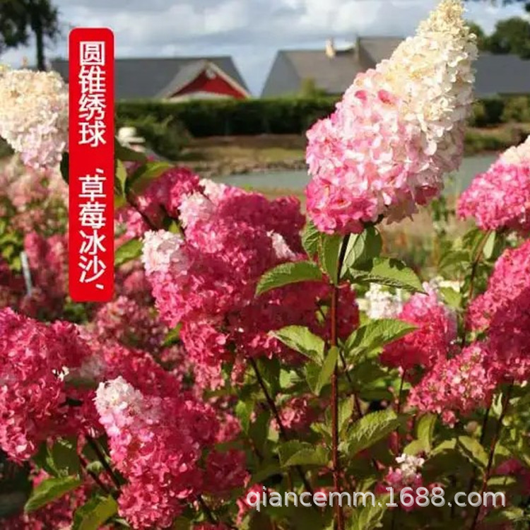Conical Hydrangea Lime Light Vanilla Strawberry Summer Beauty Balcony Garden Cold-Resistant Heat-Resistant Potted Plants Green Plants Flowers