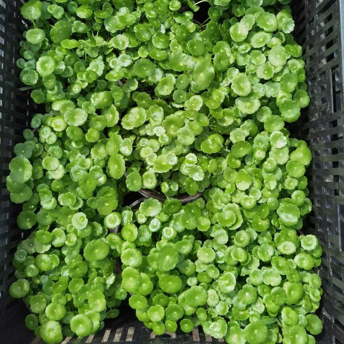 铜钱草盆栽金钱草带叶子水养土培花卉绿植室内办公四季好养植物