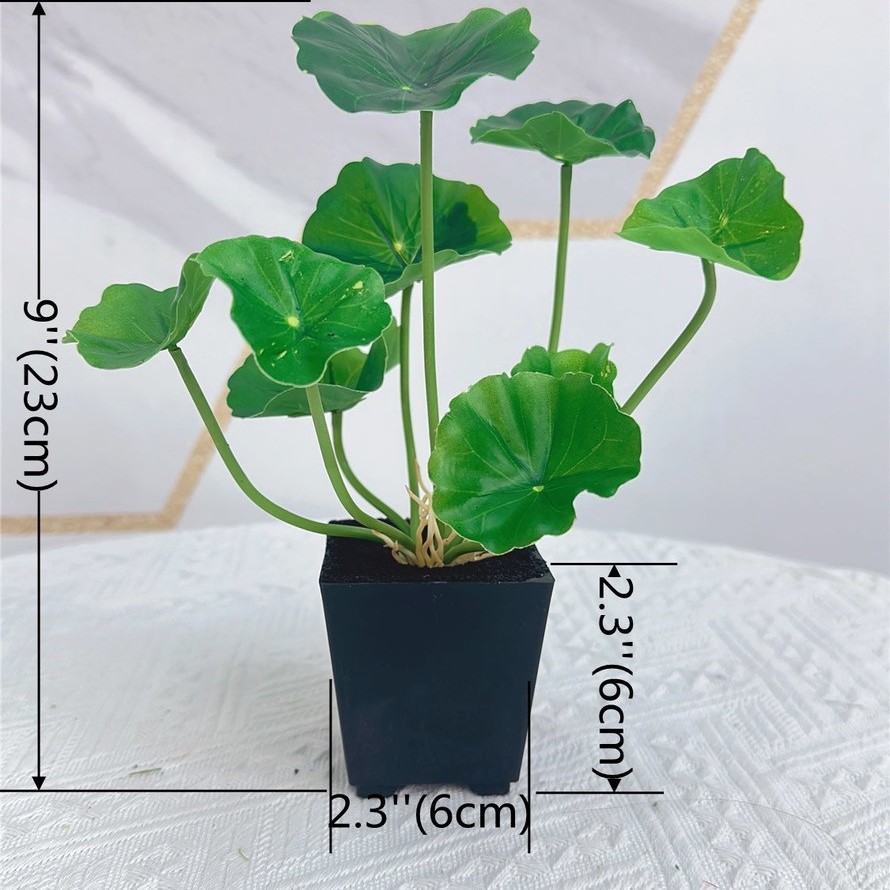 8072019잎 베고니아 잎 화분 심기(최소 주문 12개)