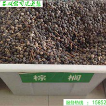 棕榈种子棕叶籽棕树籽棕榈籽绿萝棕子棕丝籽马尾败棕籽种子棕树果