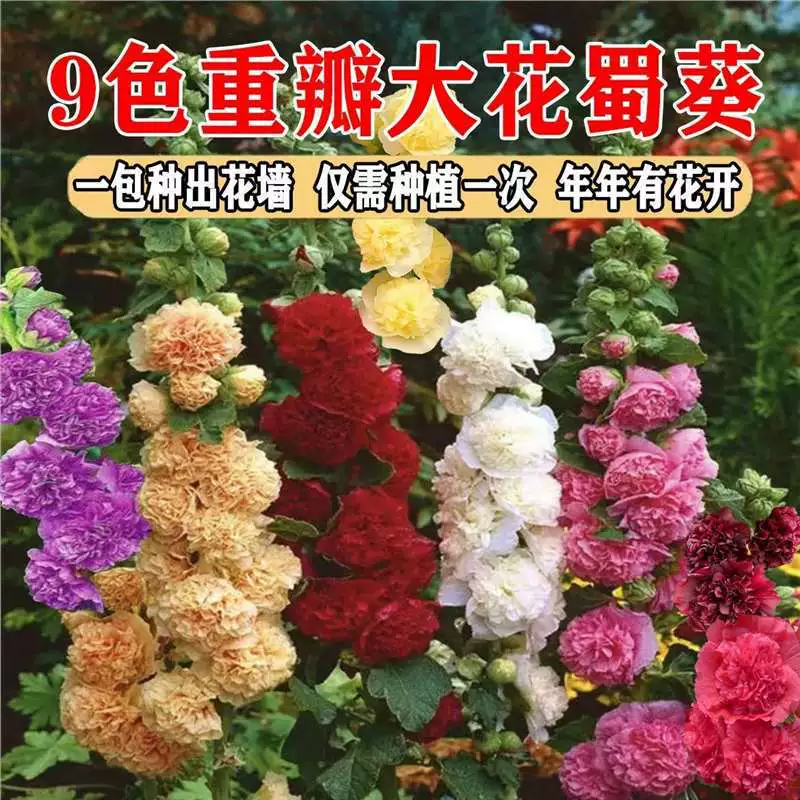 Семена подсолнечника с двумя лепестками