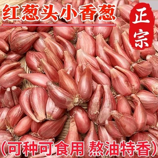 四川小香葱红葱头带芽盆栽火葱黄葱四季葱苗榨葱油干葱头种植专用