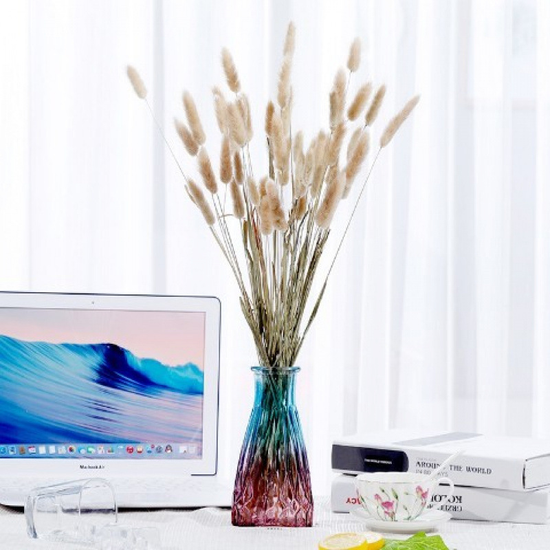 오리지널 컬러 토끼꼬리풀 - 꽃병 없음