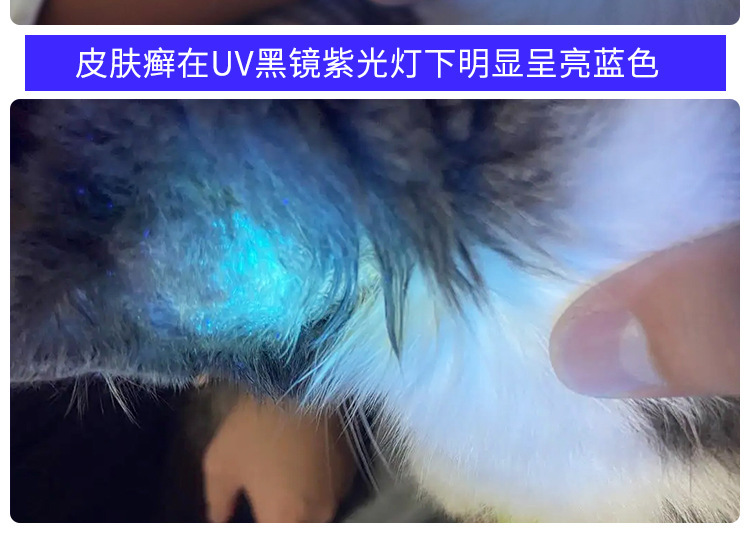 High-power Woods' purple flashlight 365nm UV identification tobacco and wine anti-counterfeiting fluorescent agent cat ringworm detection lamp