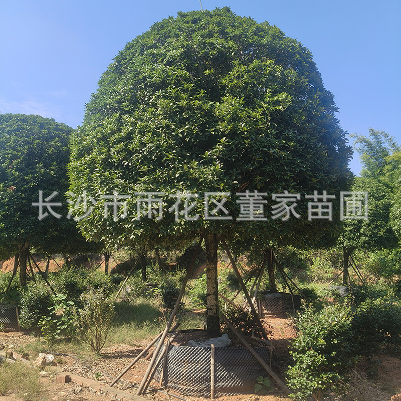 出售高分枝18公分的控根器桂花树 容器苗桂花树 移栽苗桂花树