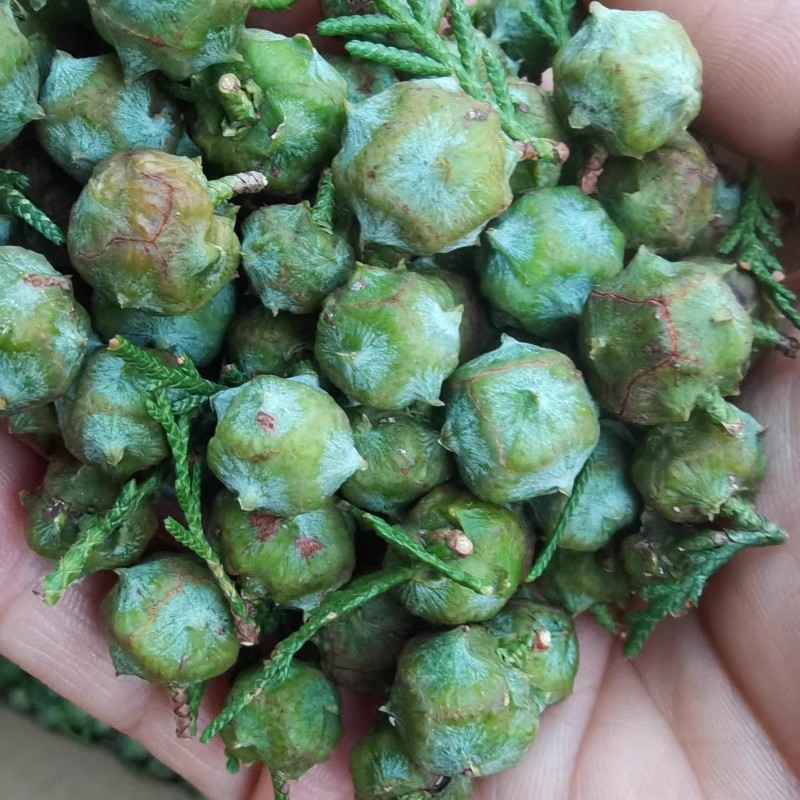 新鲜柏树果柏树籽长柏铃籽侧柏叶籽侧柏果柏树豆泡酒做香料洗头用